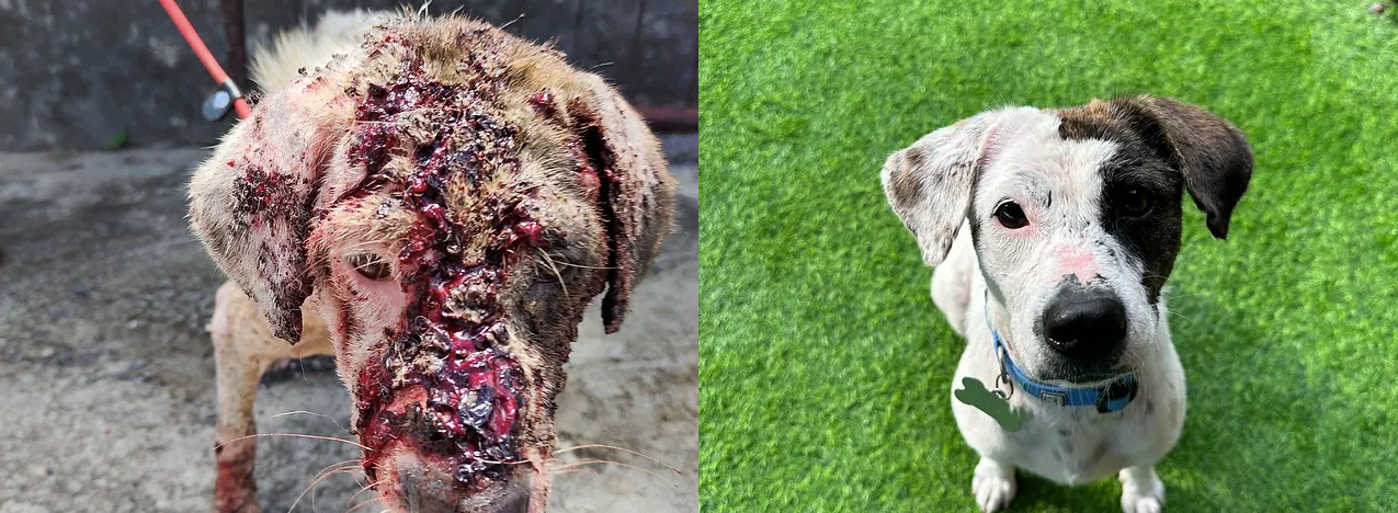 The Remarkable Transformation of Honey: From Despair to Delight