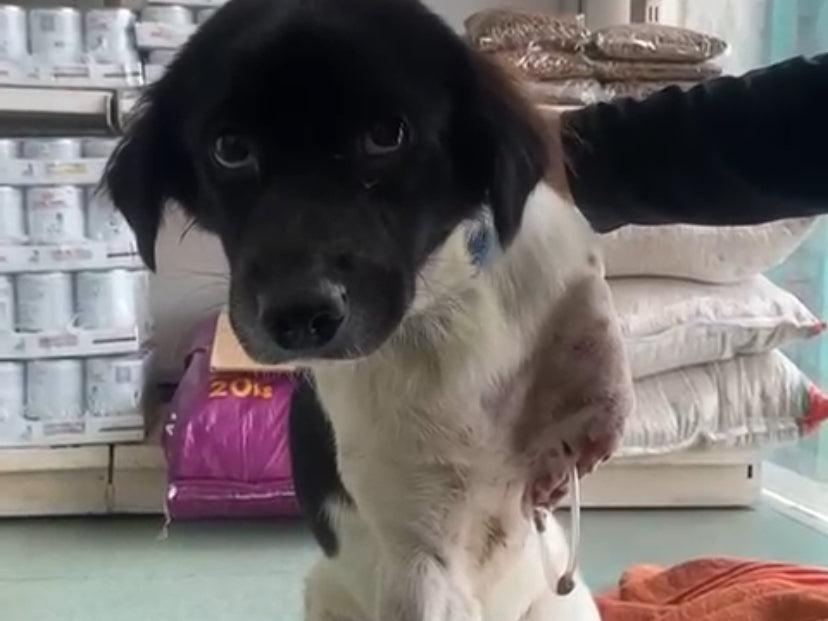 Milky's Journey to Recovery