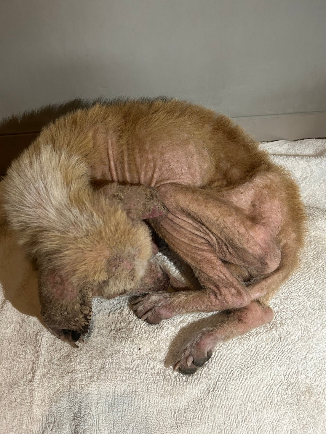 Buddy's Remarkable Comeback: A Triumph Over Skin Troubles