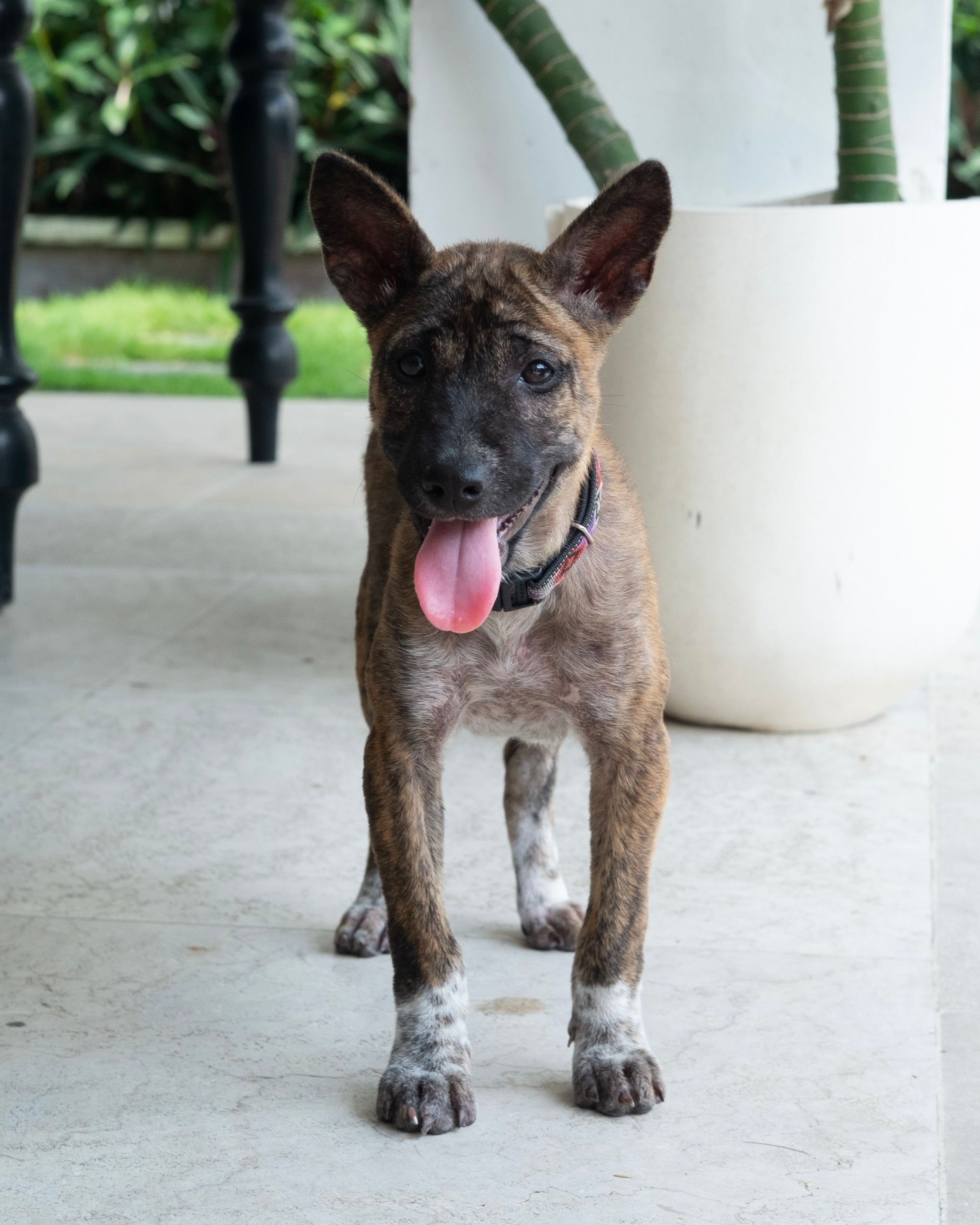 Nola's Journey: From Abandoned to Adored