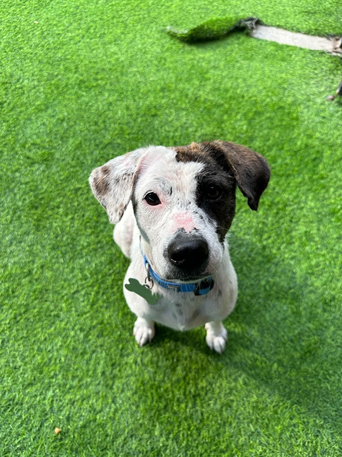 MMNB®: Making a Difference One Paw at a Time