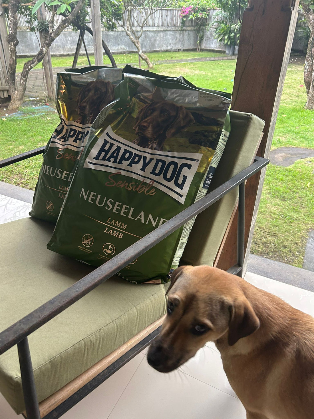 A Meaningful Contribution: Helping Bali Dogs