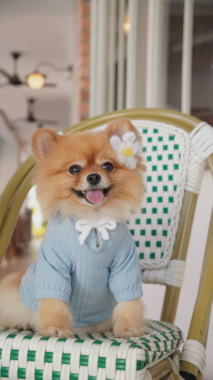 Small dog wearing a light blue sweater with a white bow tie, sitting on a green and white checkered chair.