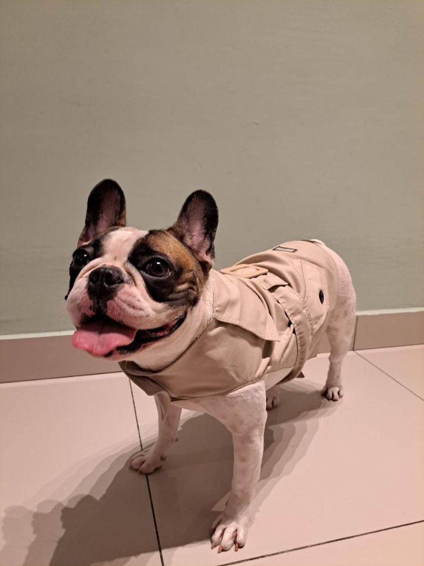 Dog wearing a beige coat standing on a tiled floor.