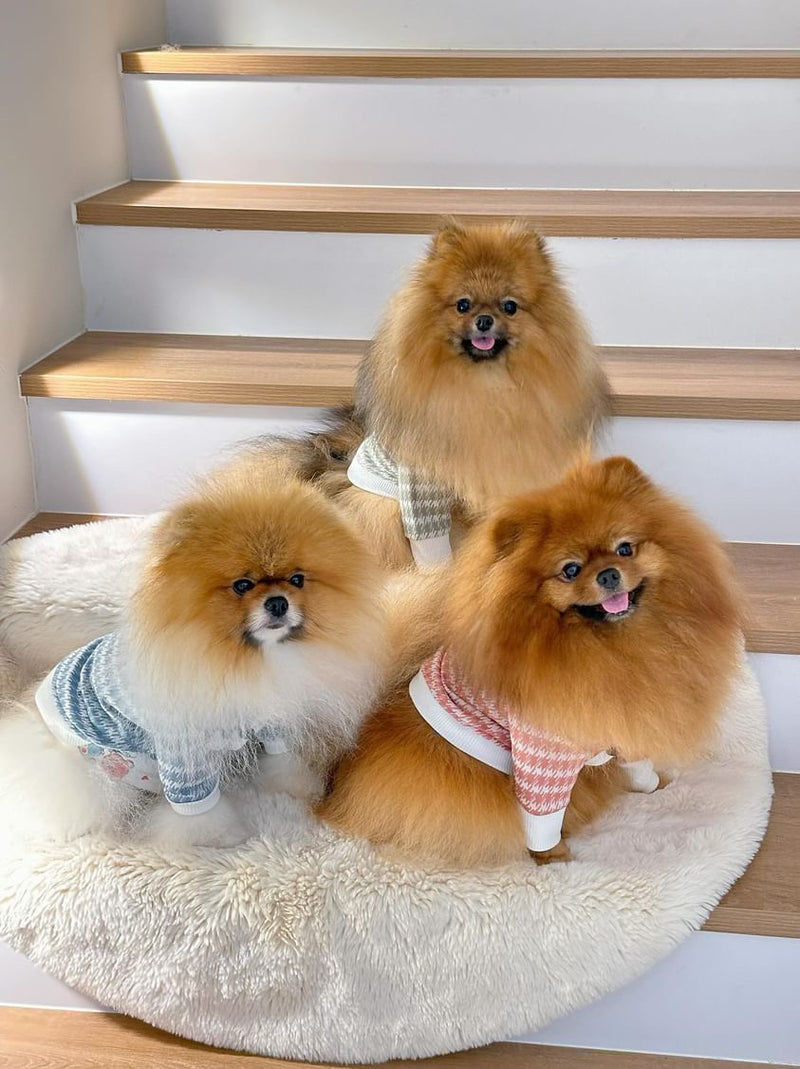 Three small dogs in cute outfits sitting on a fluffy rug at the bottom of a set of stairs.