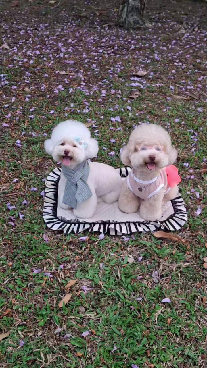 Two poodles sitting on a striped blanket in a grassy area with purple flowers.