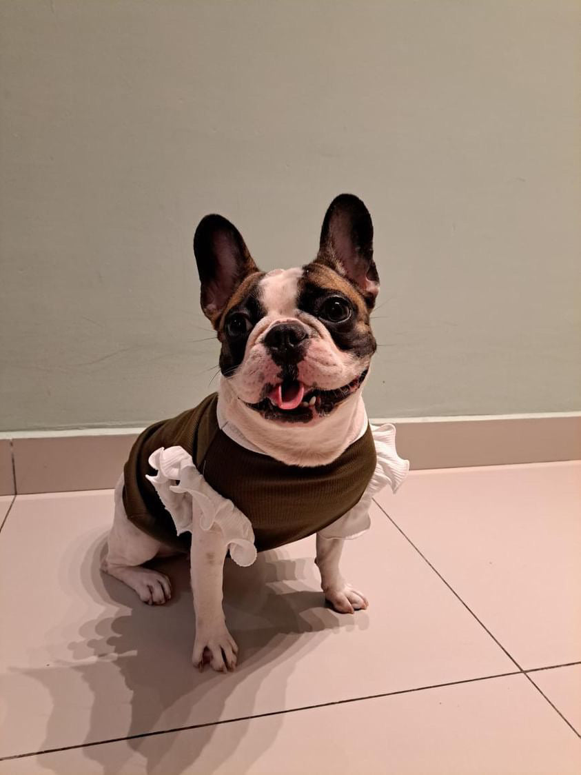 Small dog wearing a brown sweater on a tiled floor.