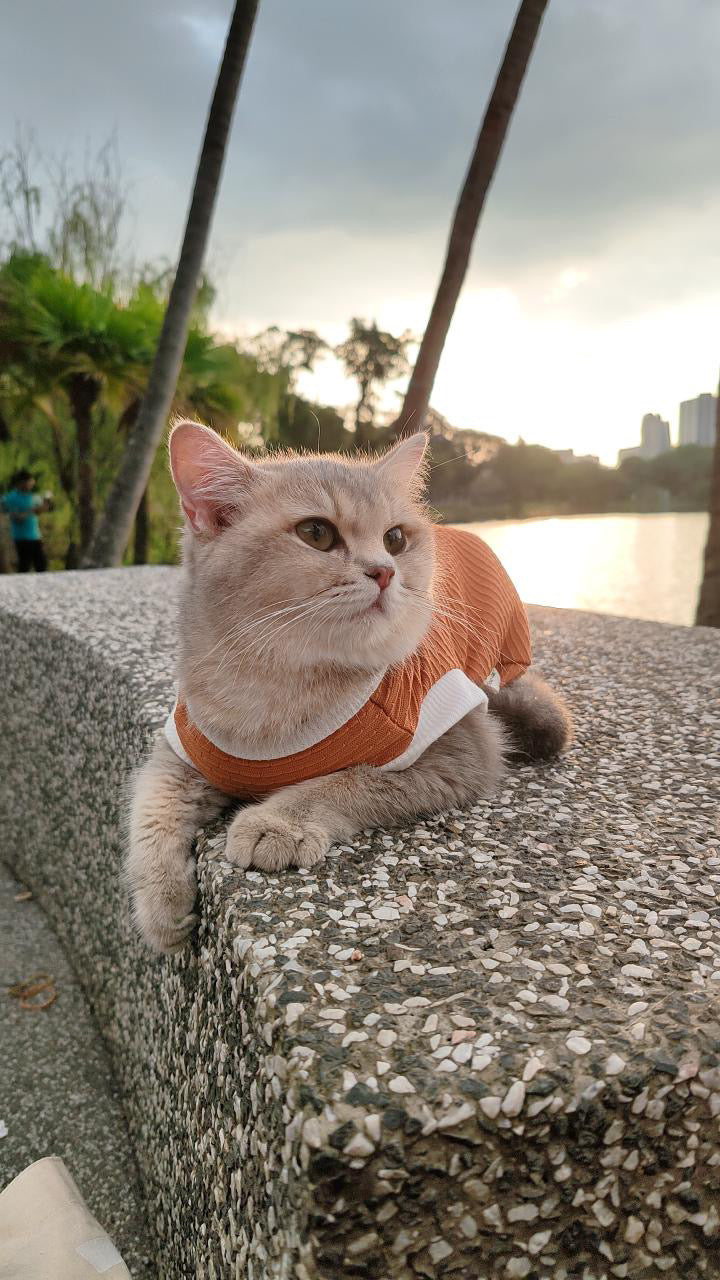 Cat wearing an orange sweater sitting on a stone ledge with a park and lake in the background