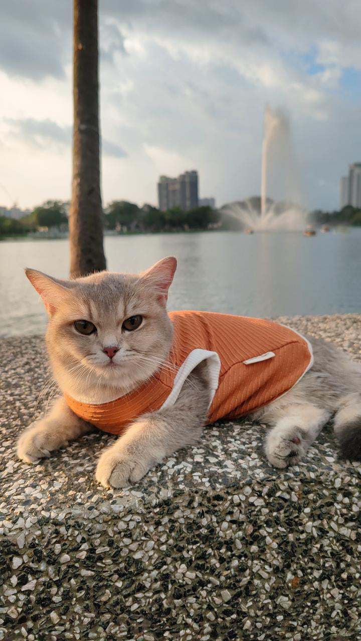 Cat wearing an orange sweater sitting on a stone surface with a lake and fountain in the background