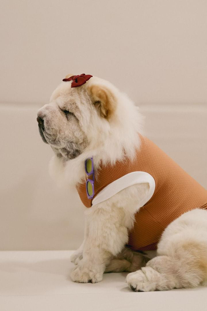 Dog wearing an orange sweater with a red bow on a neutral background