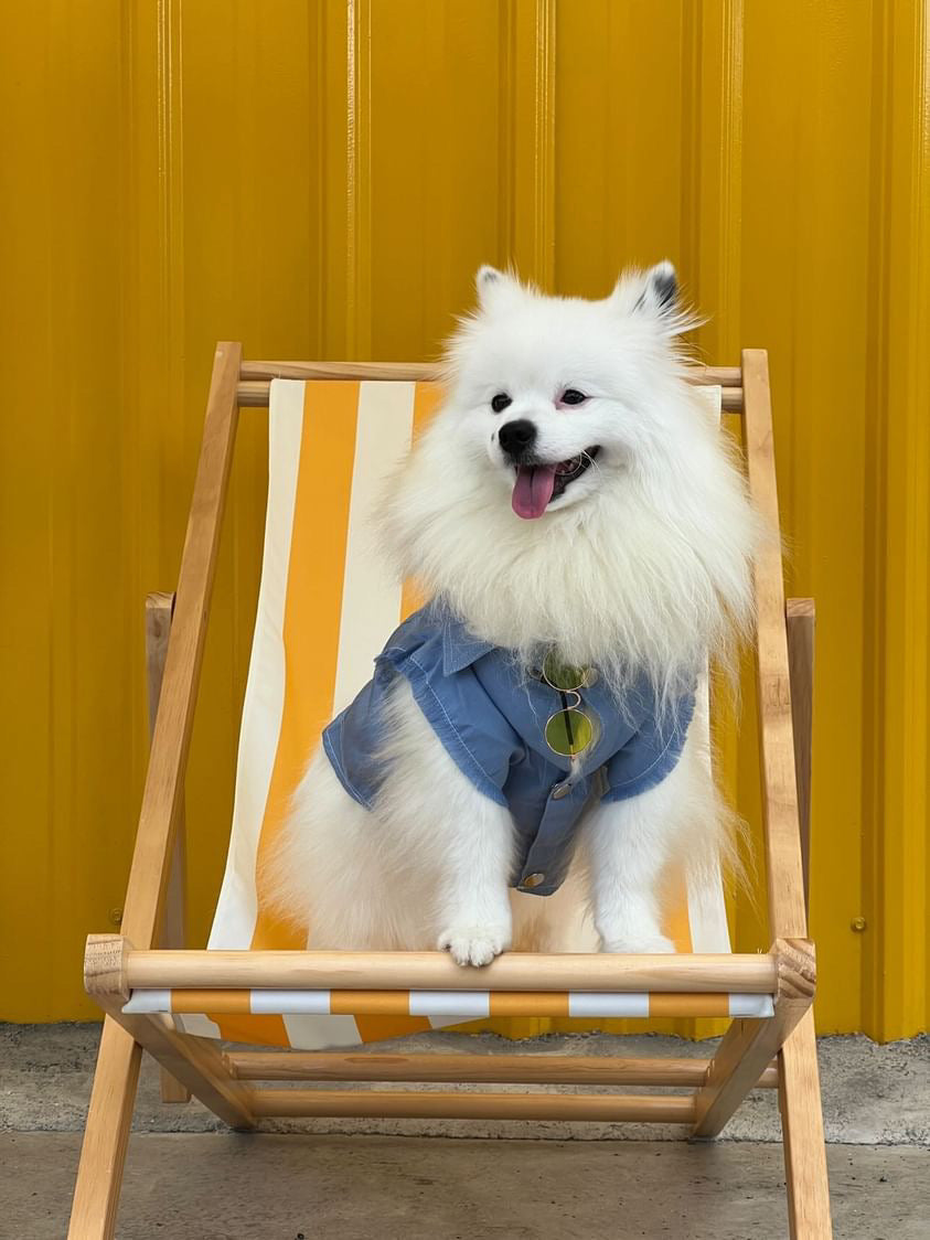 White dog wearing a blue jacket sitting on a yellow and white striped chair against a yellow wall.