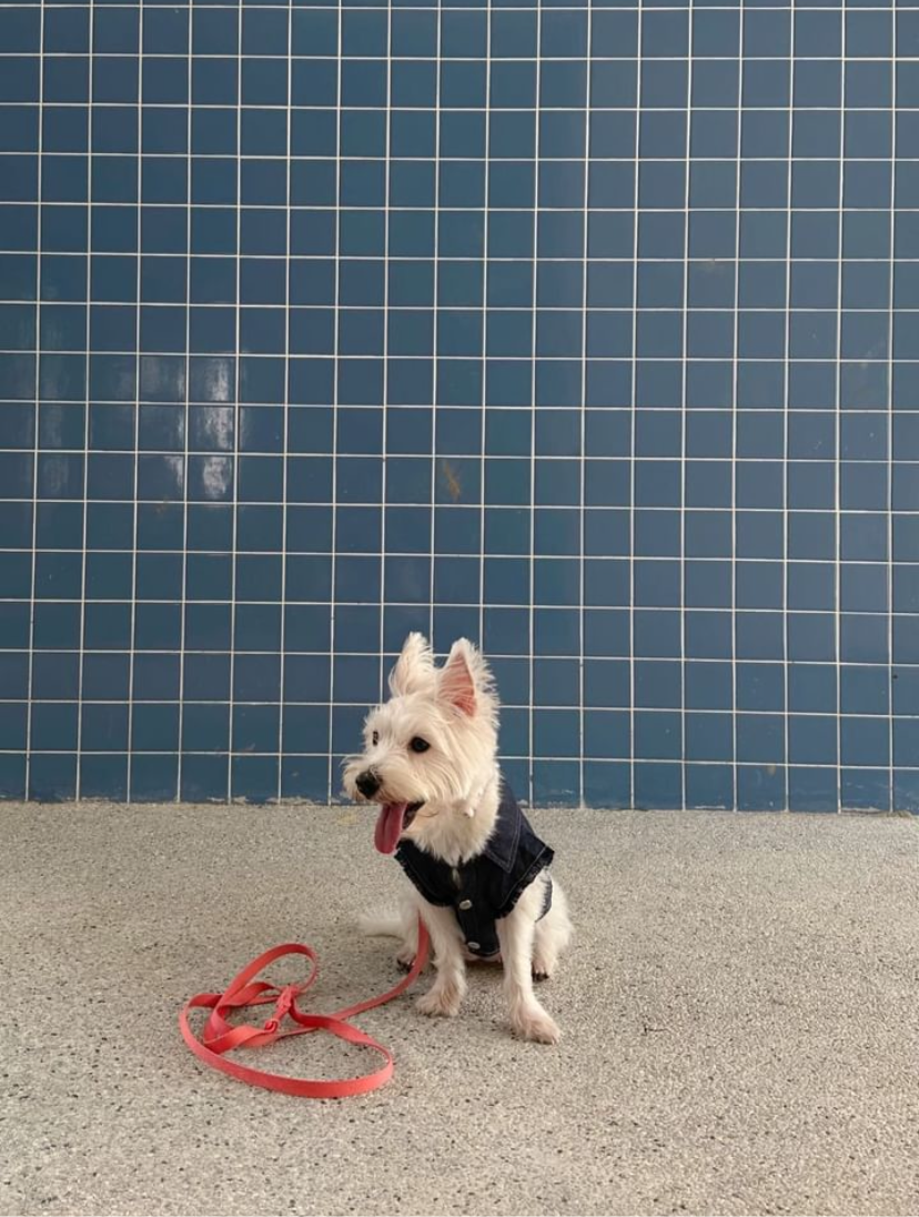 Small white dog on a red leash in front of a blue tiled wall