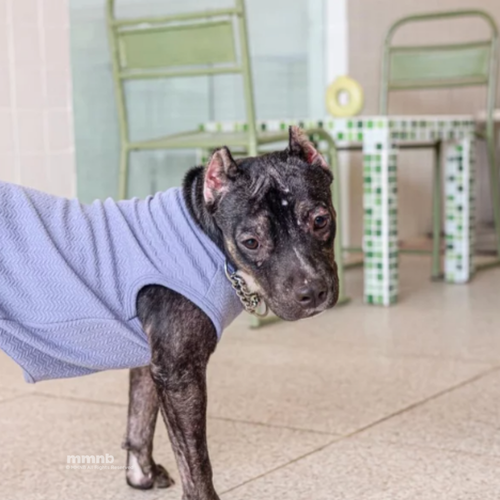 Dog wearing a blue sweater indoors with chairs in the background