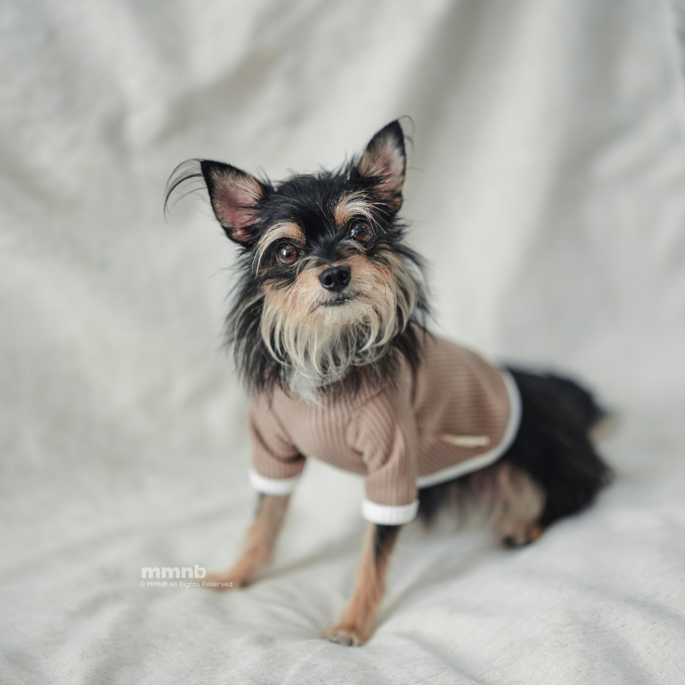 Small dog wearing a pink sweater on a light gray background