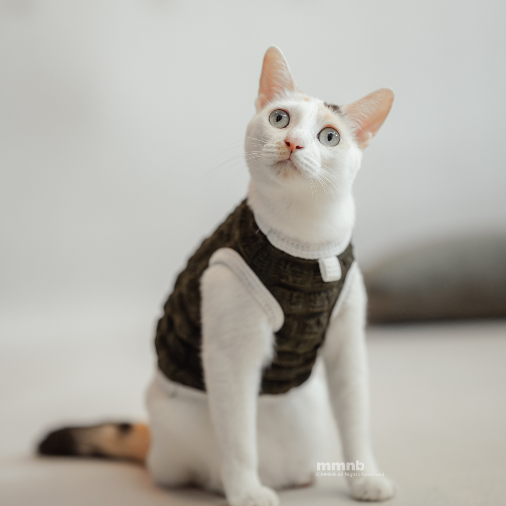 Cat wearing a brown harness on a light background