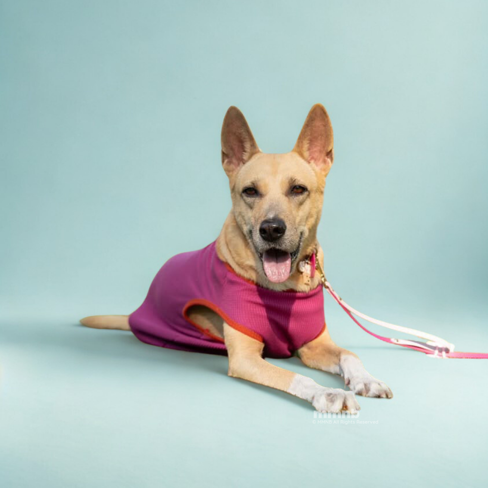 Dog wearing a purple shirt on a light blue background