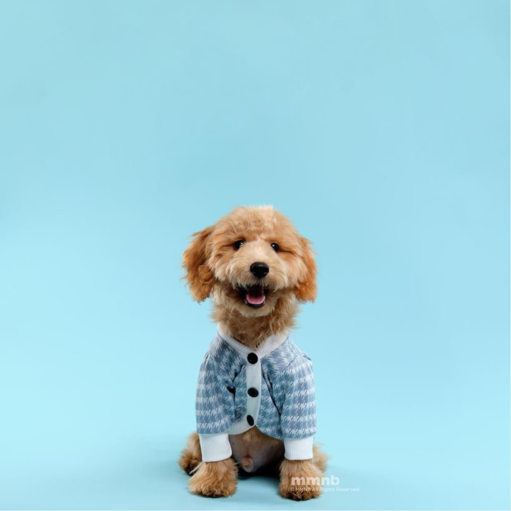 Dog wearing a blue checkered outfit with black dots on a light blue background