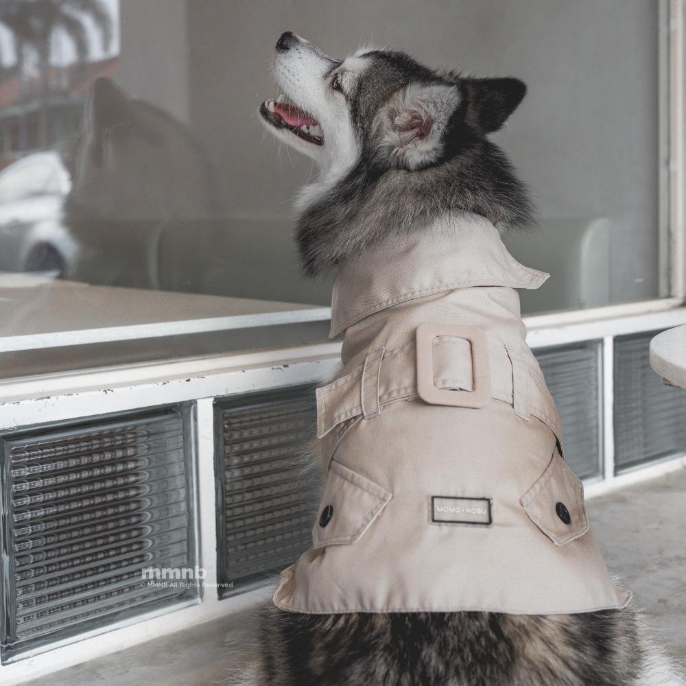 Dog wearing a beige coat standing indoors with a blurred background