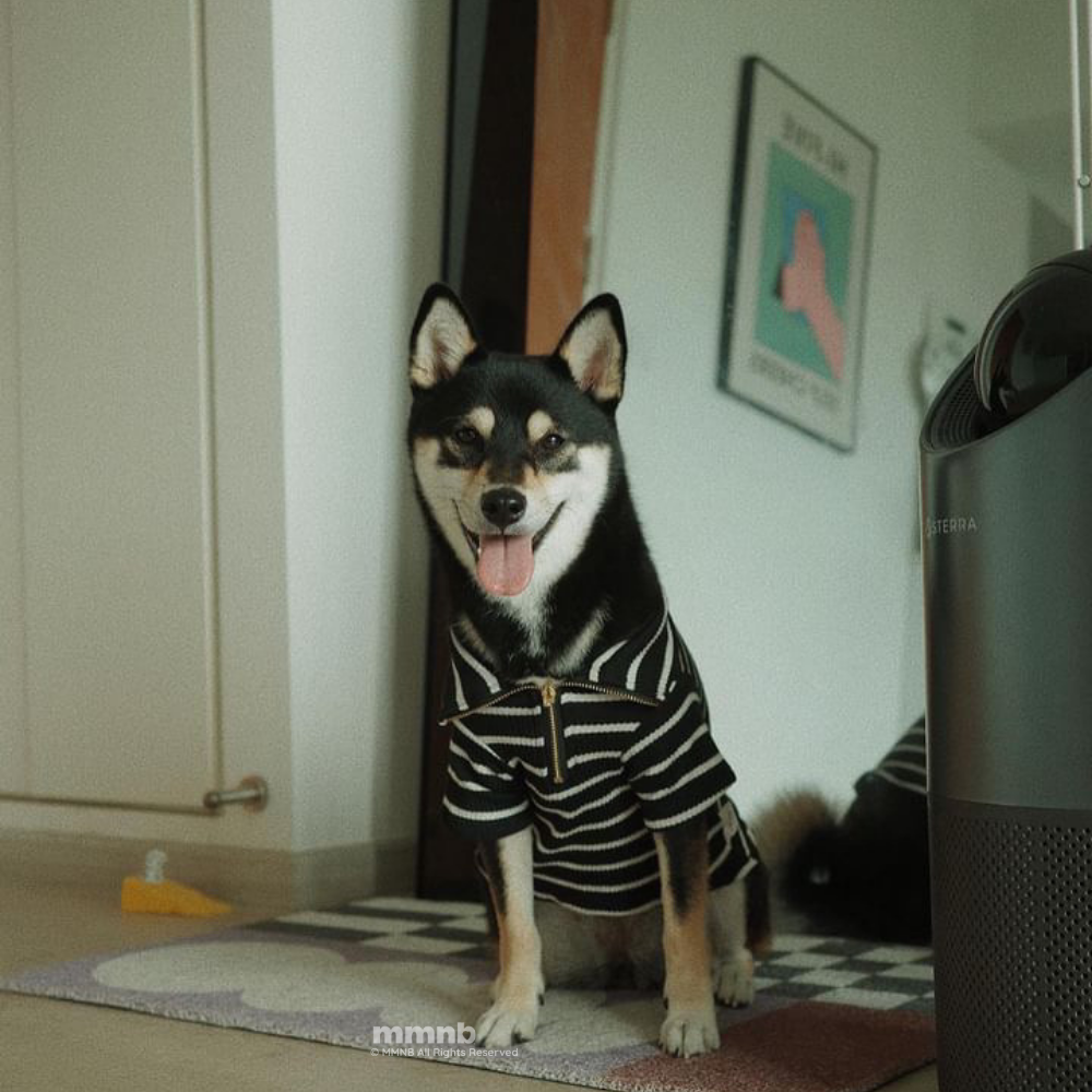 Dog wearing a striped shirt standing on a checkered floor with a door and wall art in the background.