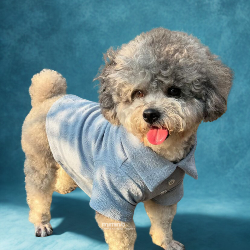 Dog wearing a light blue sweater on a blue background