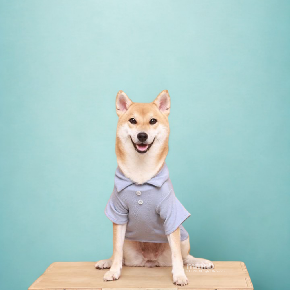 Dog wearing a gray shirt sitting on a wooden box against a light blue background