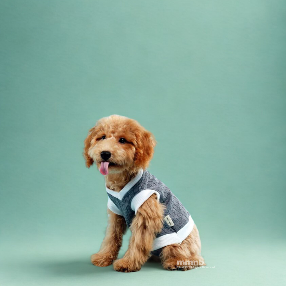 Small dog wearing a gray sweater with white trim on a light green background