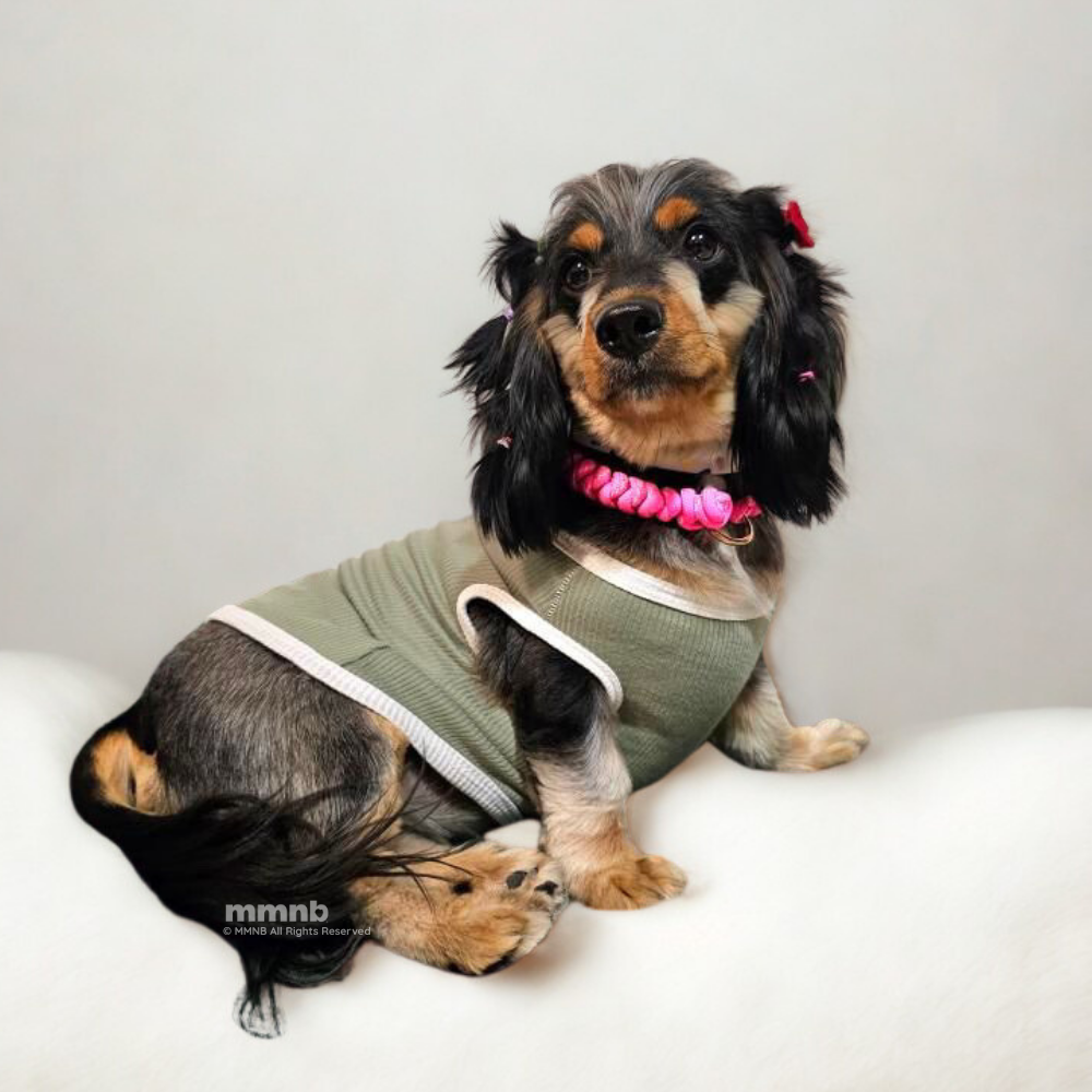 Dog wearing a green sweater with a pink collar on a white background
