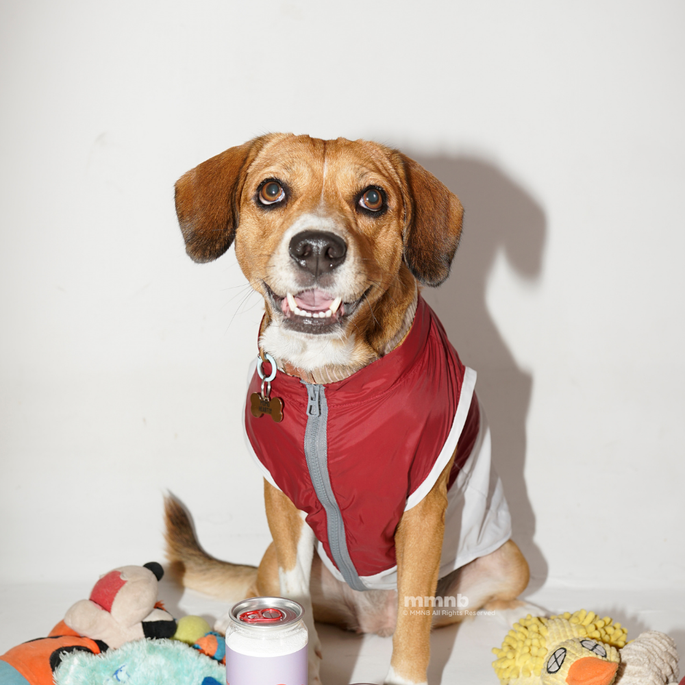 Dog wearing a red jacket with toys on a white background