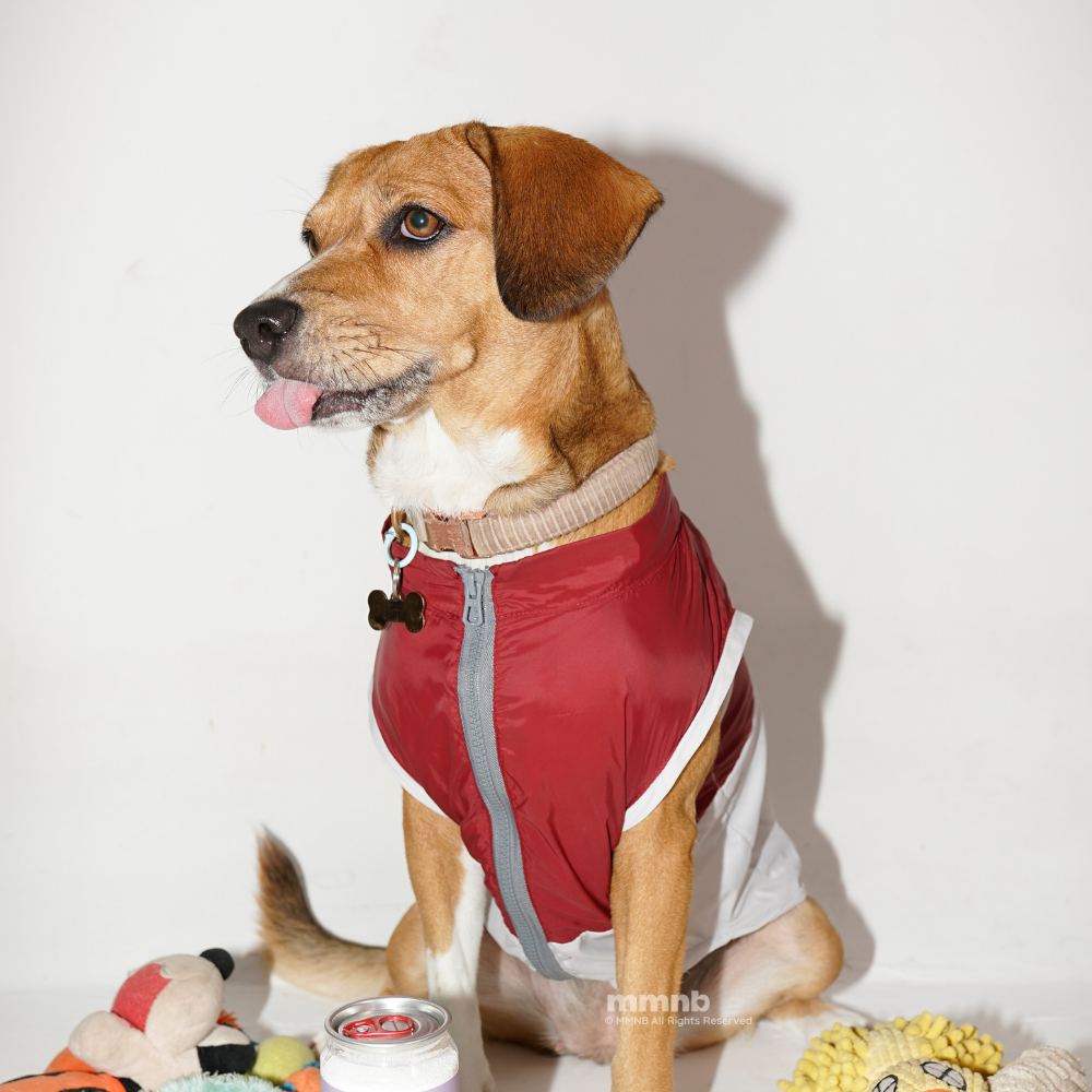 Dog wearing a red outfit with a white background