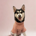 Dog wearing a pink sweater on a light pink background