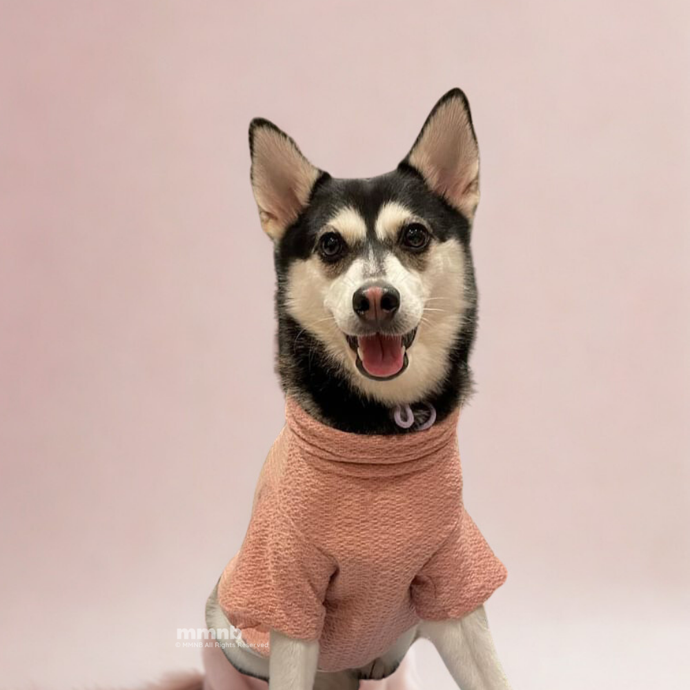 Dog wearing a pink sweater on a light pink background