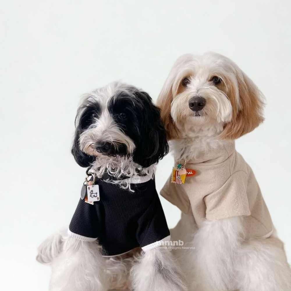 Two dogs, one black and white and one beige, wearing sweaters on a white background.