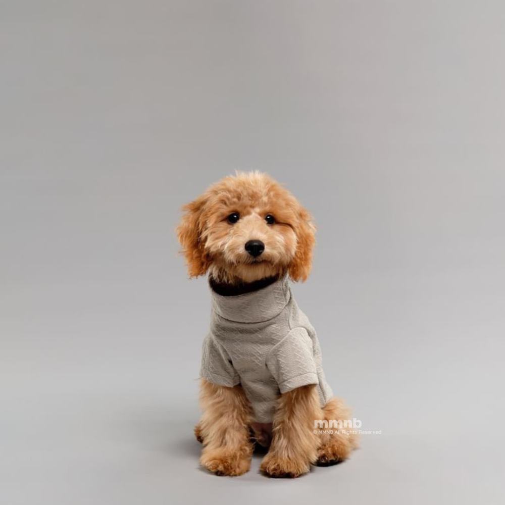 Small dog wearing a gray outfit on a gray background
