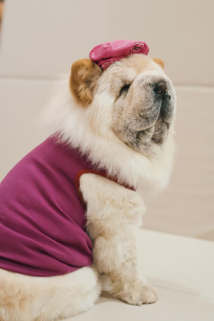 Dog wearing a pink sweater and hat on a light-colored couch
