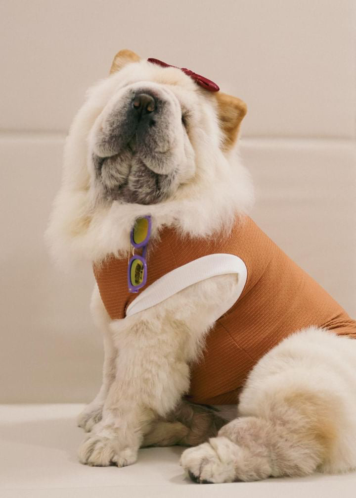 Dog wearing a brown sweater with sunglasses on a light-colored floor.