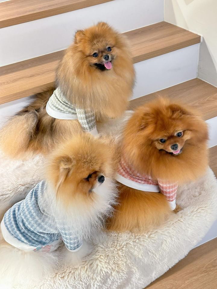 Three small dogs in outfits sitting on a fluffy rug with wooden steps in the background.
