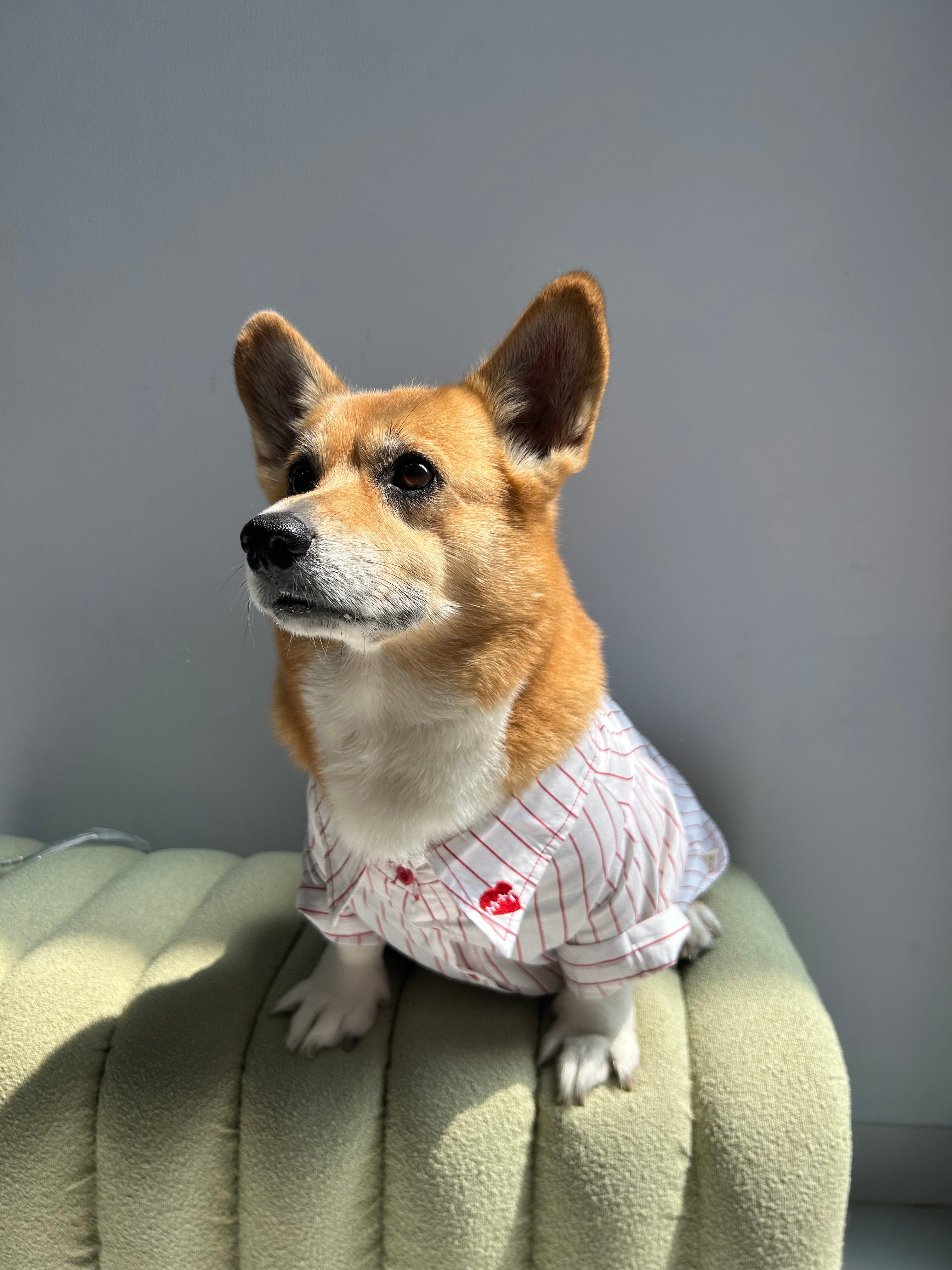 Dog wearing a checkered shirt with red flowers, standing on a green cushion against a gray wall.