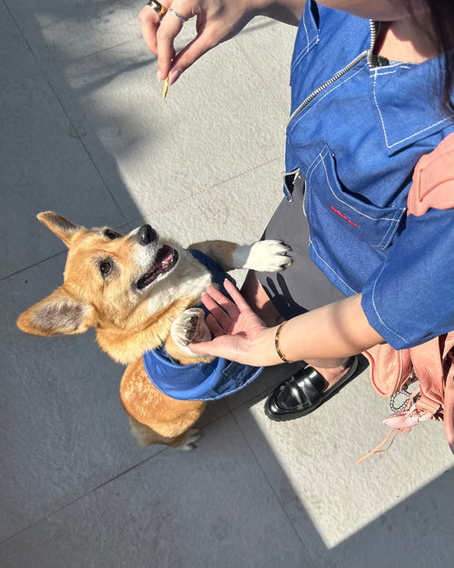 Dog wearing a blue shirt being petted by a person on a sidewalk