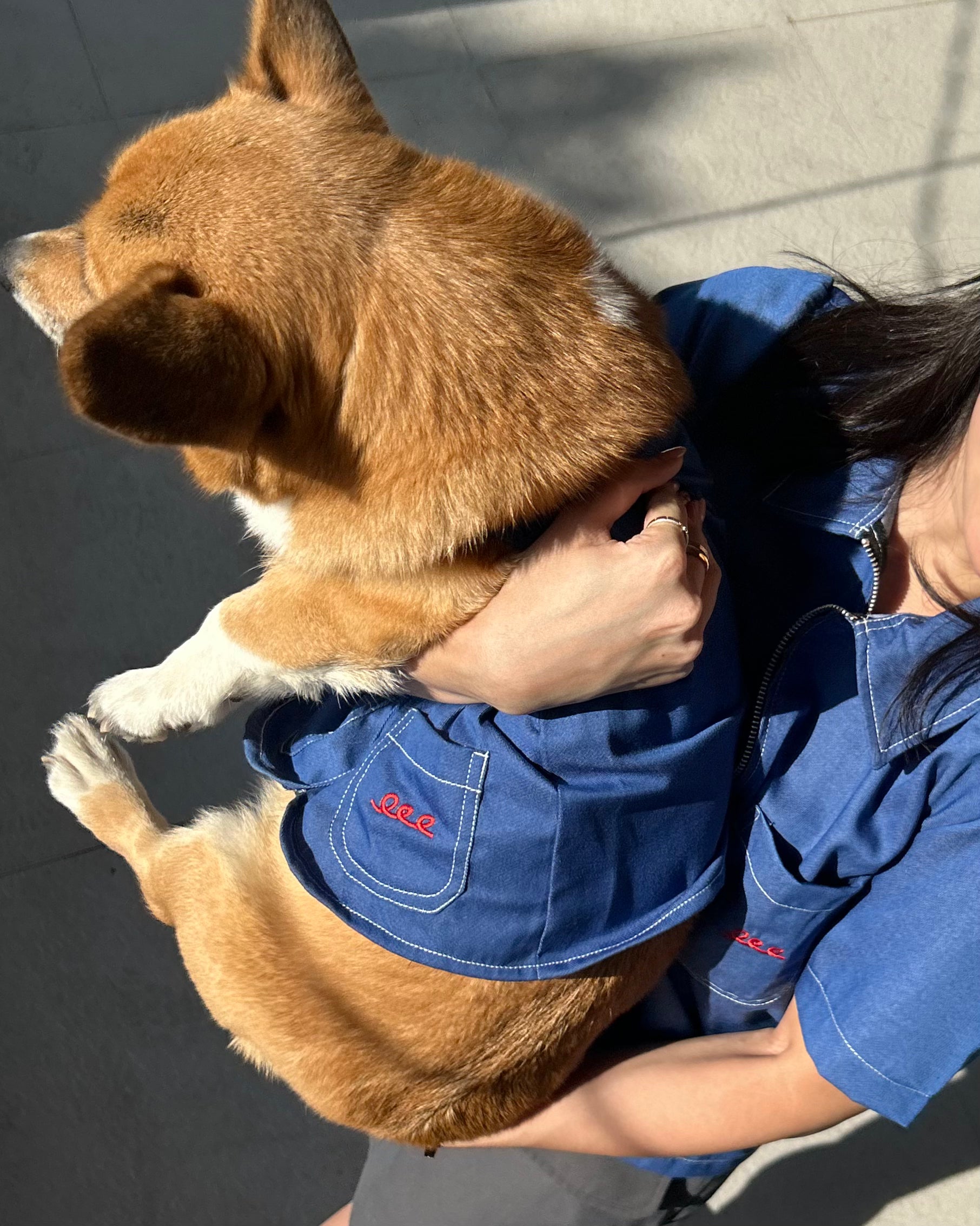 Person wearing a blue shirt with a dog on their back, both in a sunlit outdoor setting.