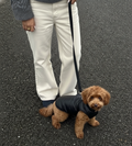 Small brown dog on a leash with a person wearing white pants and a gray sweater.
