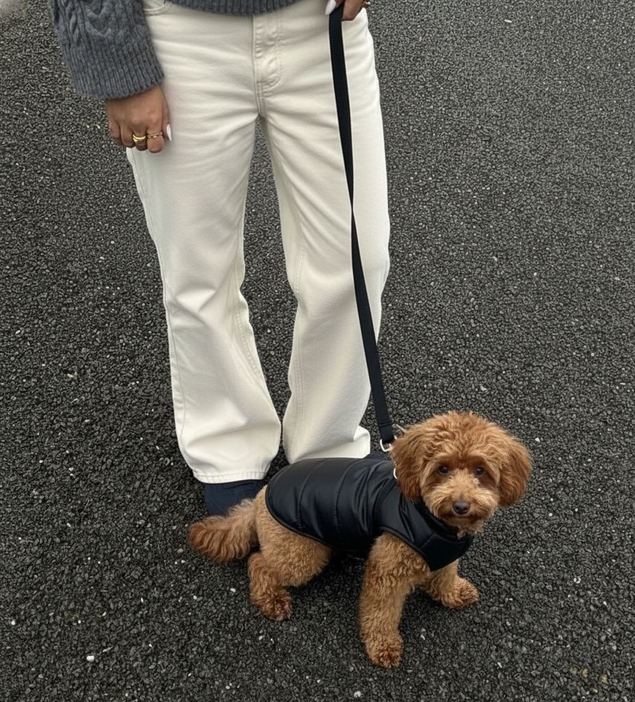 Small brown dog on a leash with a person wearing white pants and a gray sweater.