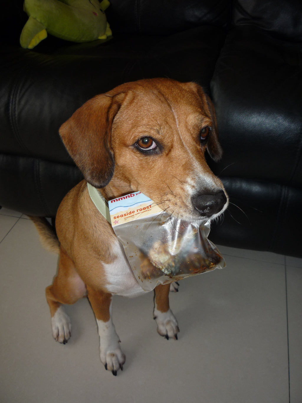 Dog holding a plastic bag with a label in its mouth on a tiled floor.