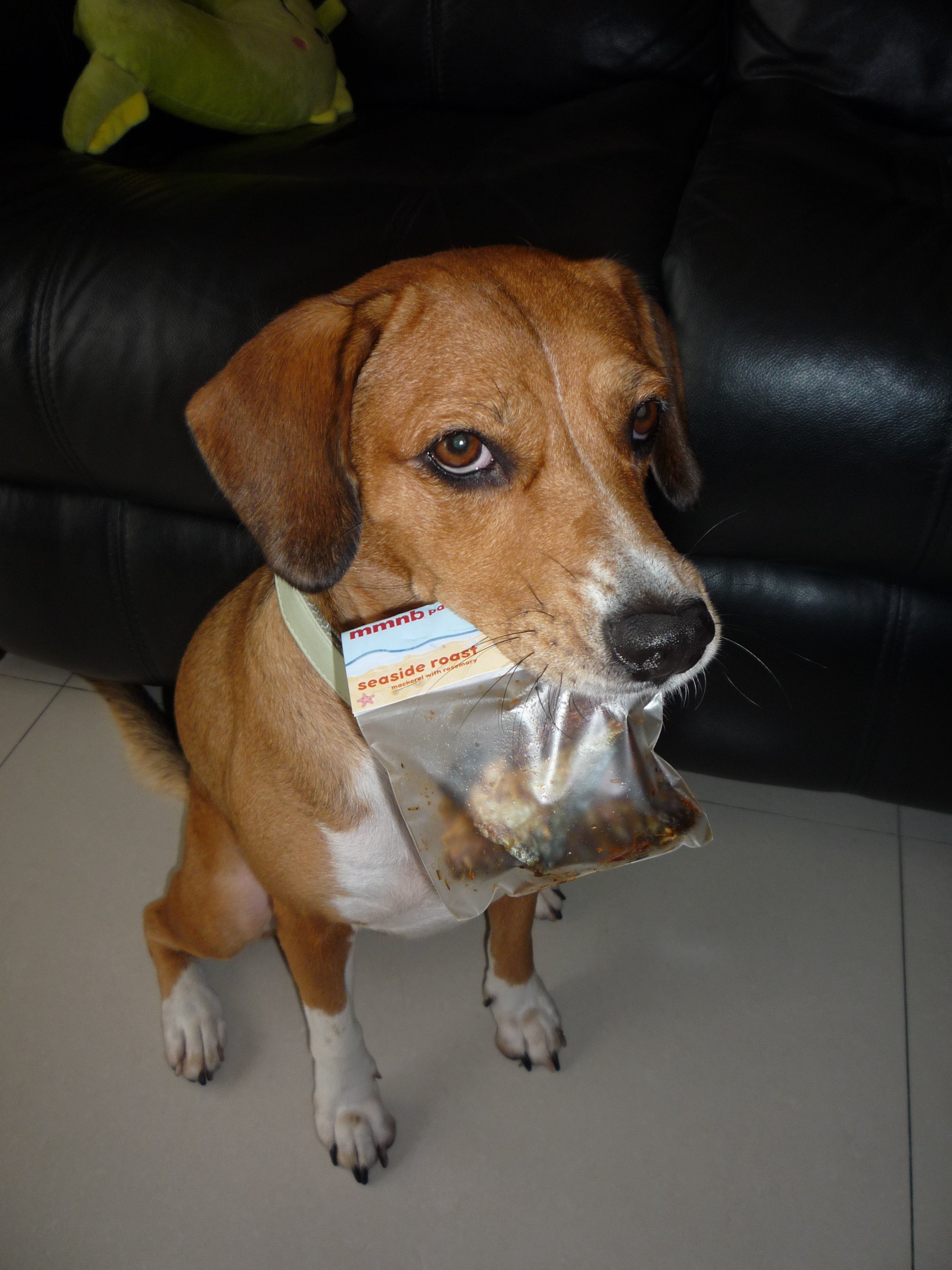 Dog holding a plastic bag with a label in its mouth on a tiled floor.