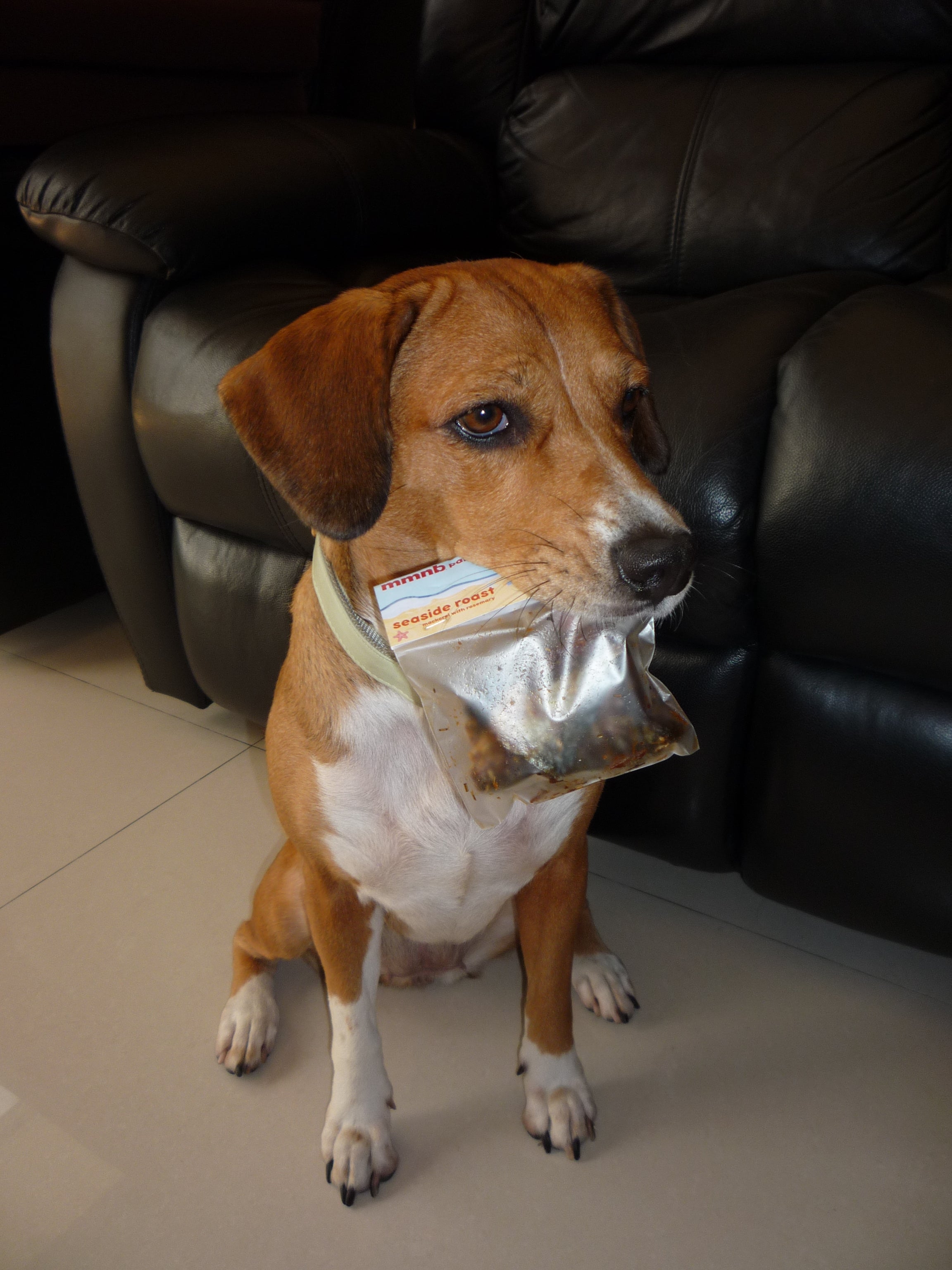 Dog with a plastic bag over its head on a tiled floor.