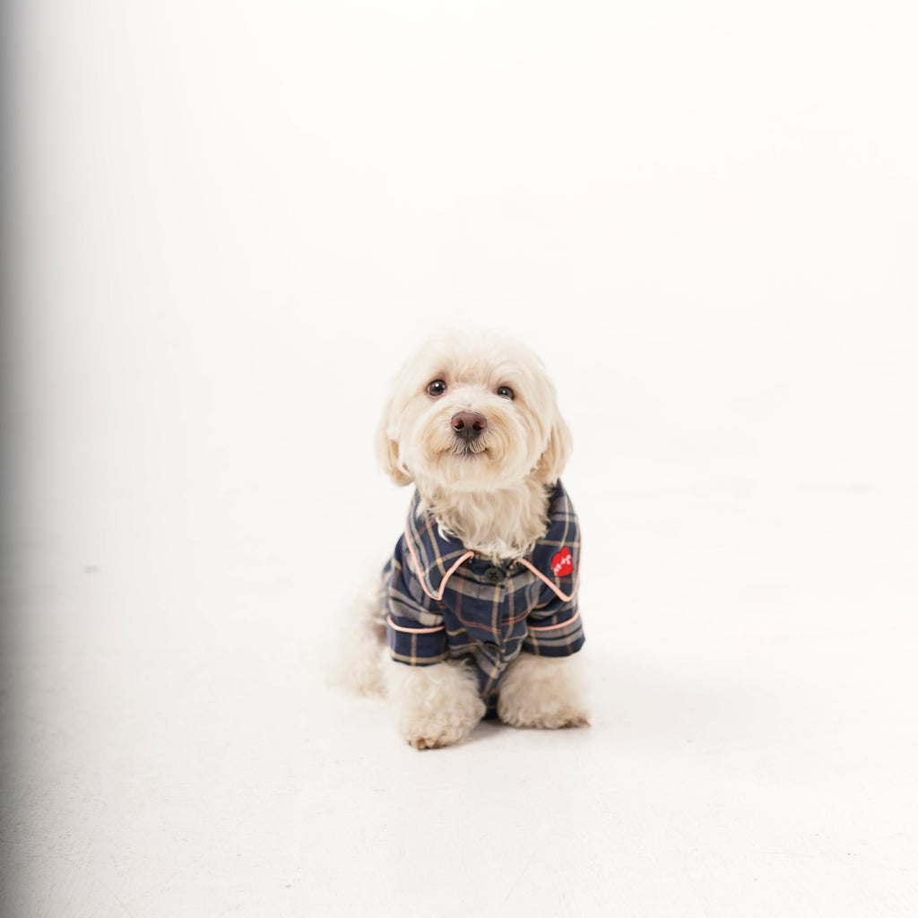 Small dog wearing a plaid jacket on a white background