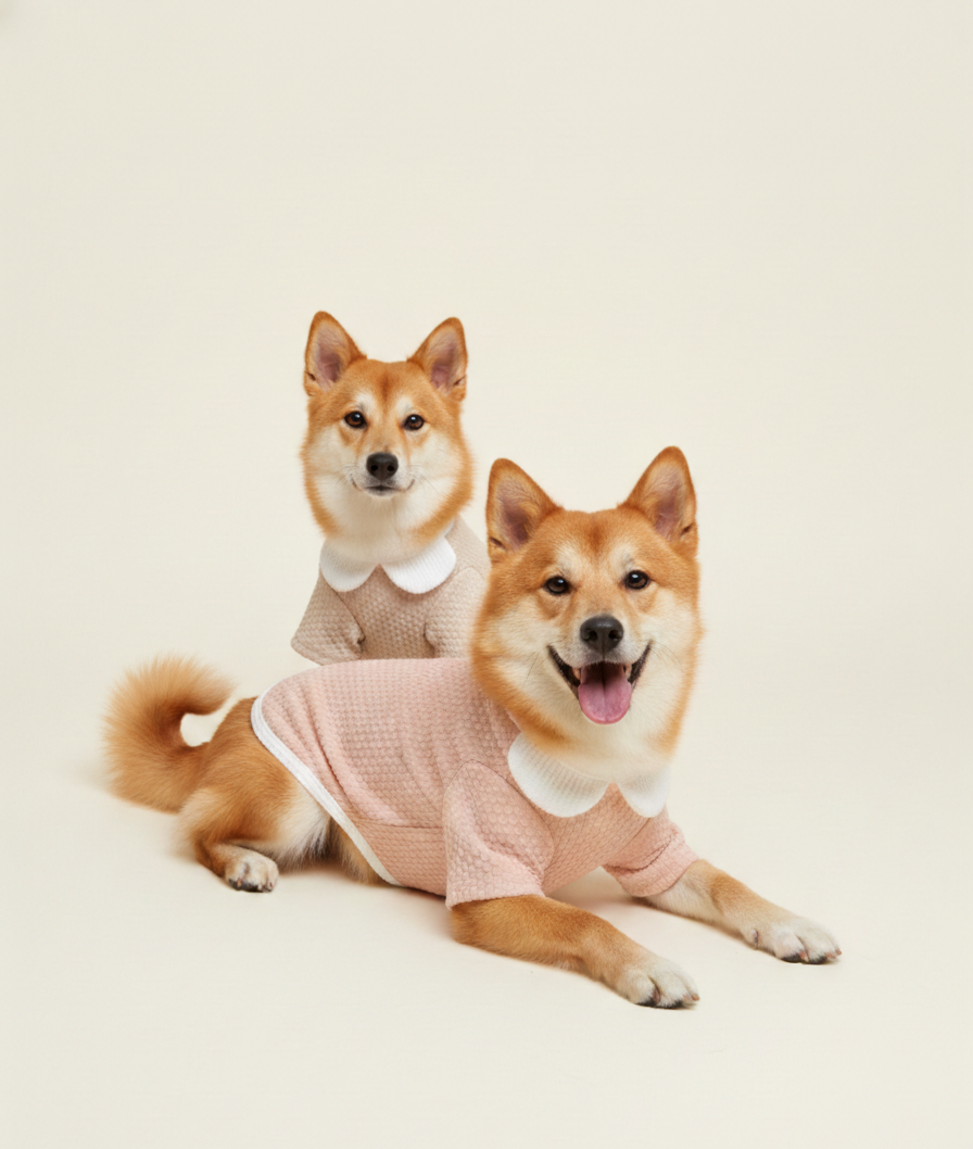 Two dogs wearing matching outfits on a plain background